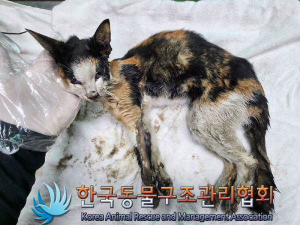 한국동물구조관리협회_411323202300739